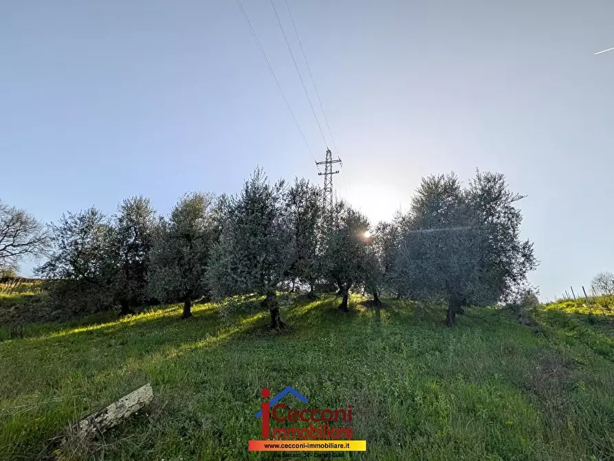 Immagine 2 di Terreno agricolo in vendita  a Cerreto Guidi