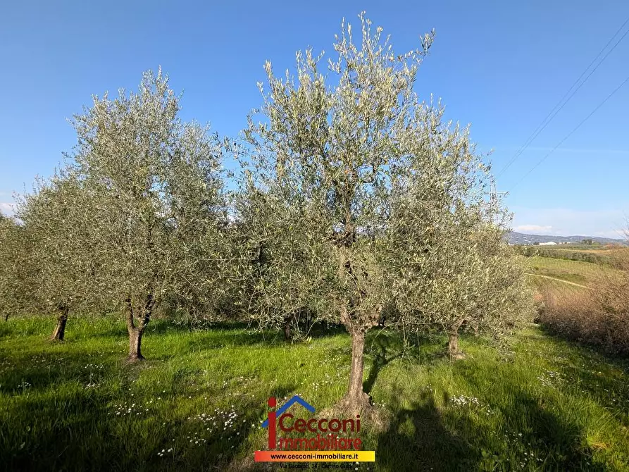 Immagine 5 di Terreno agricolo in vendita  a Cerreto Guidi