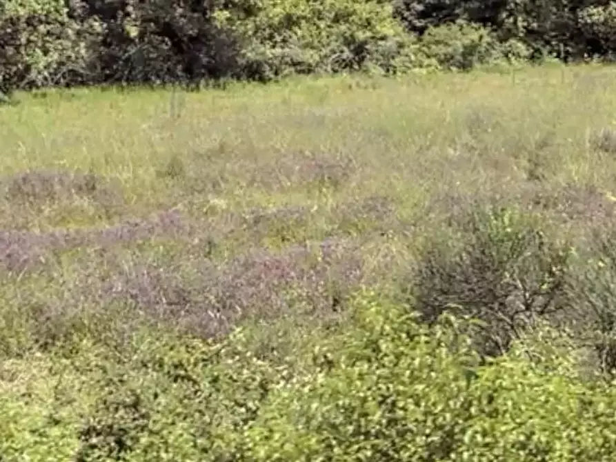 Immagine 1 di Terreno agricolo in vendita  a Siena
