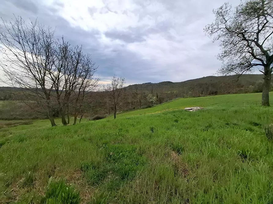 Immagine 1 di Azienda agricola in vendita  a Manciano