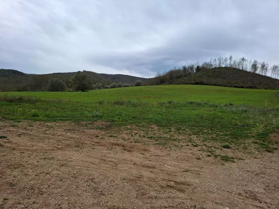Immagine 3 di Azienda agricola in vendita  a Manciano