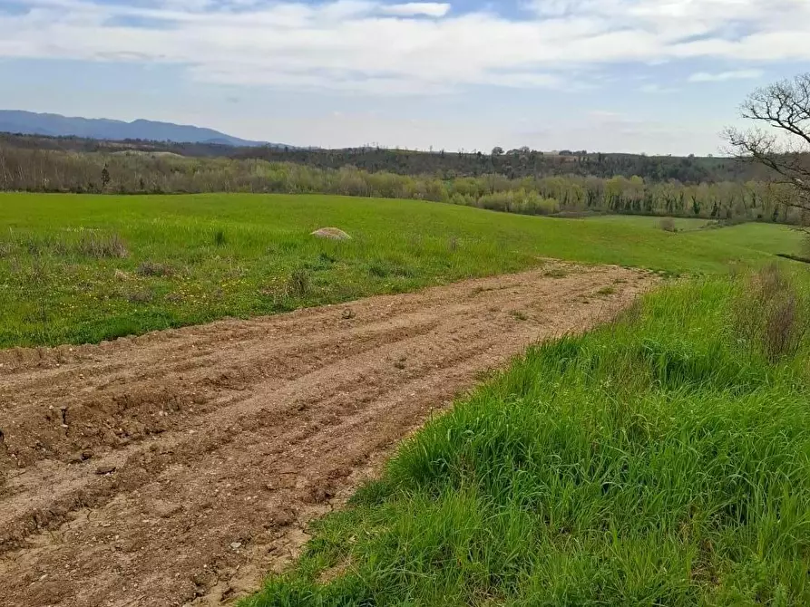 Immagine 5 di Azienda agricola in vendita  a Manciano