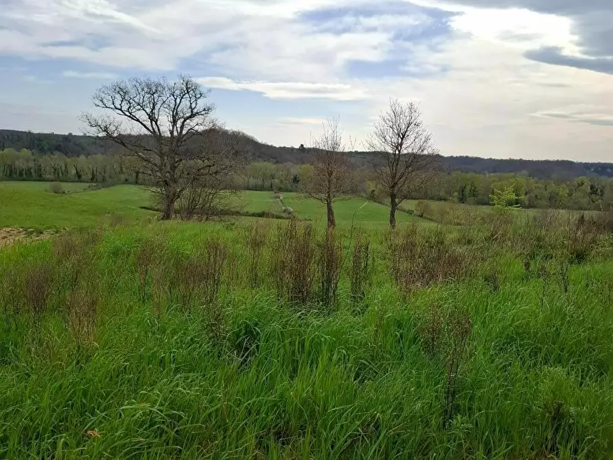 Immagine 6 di Azienda agricola in vendita  a Manciano