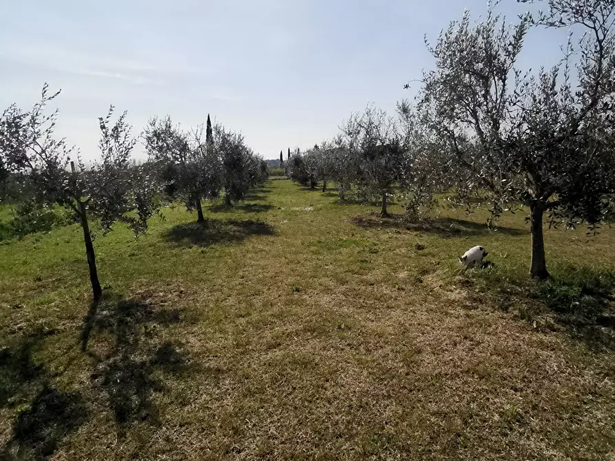 Immagine 55 di Terratetto in vendita  a Fucecchio