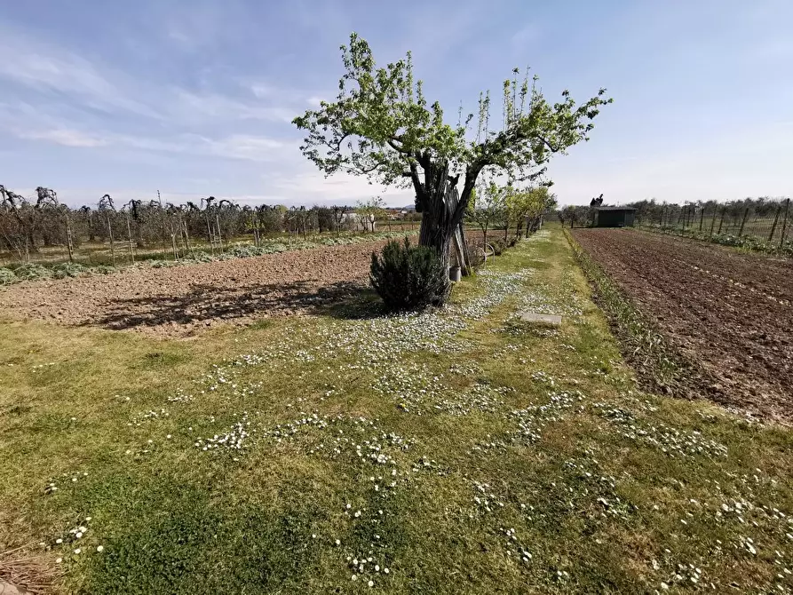 Immagine 56 di Terratetto in vendita  a Fucecchio