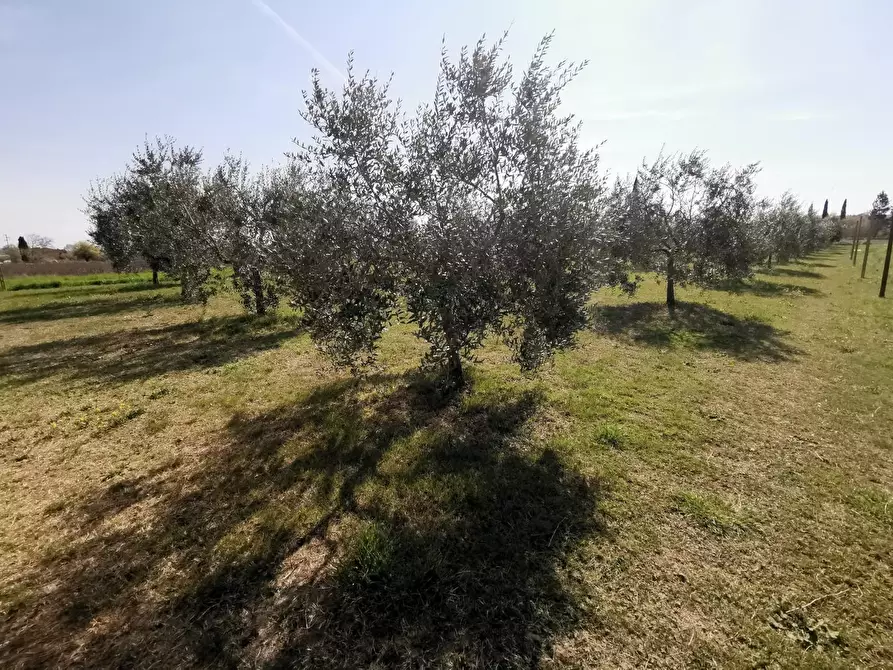 Immagine 64 di Terratetto in vendita  a Fucecchio