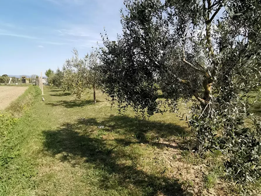 Immagine 70 di Terratetto in vendita  a Fucecchio