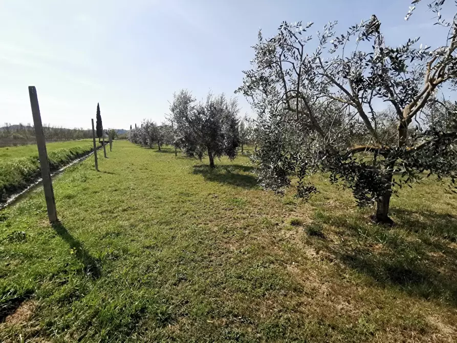 Immagine 69 di Terratetto in vendita  a Fucecchio