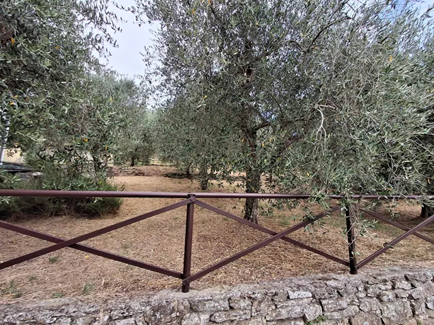 Immagine 15 di Casa colonica in vendita  a Vinci