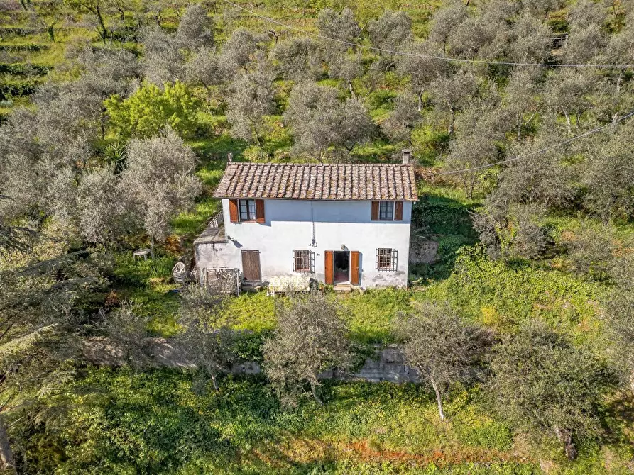 Immagine 1 di Rustico / casale in vendita  a Buti