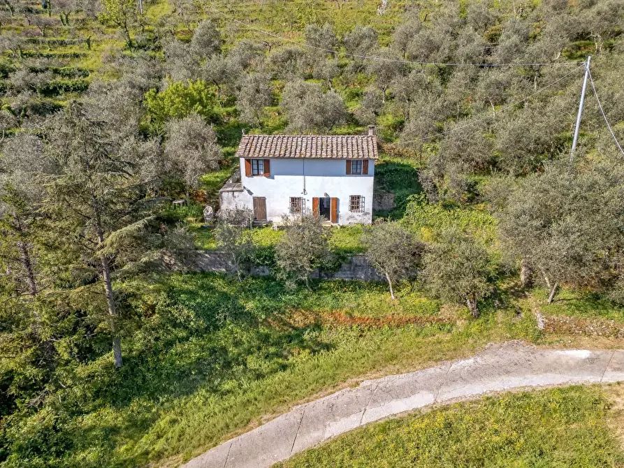 Immagine 17 di Rustico / casale in vendita  a Buti