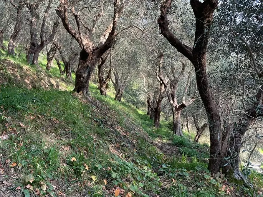 Immagine 12 di Rustico / casale in vendita  a Massarosa