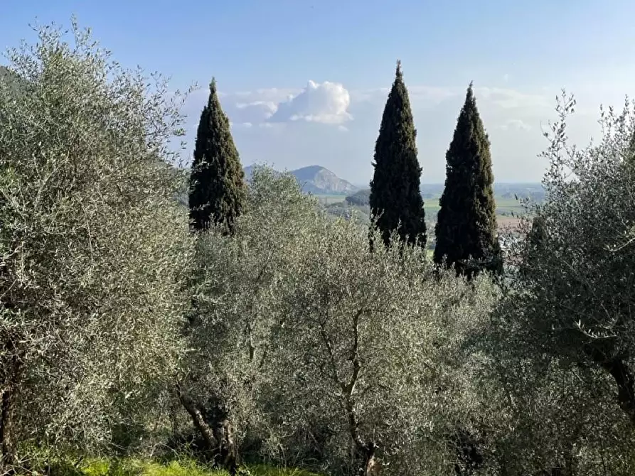 Immagine 14 di Rustico / casale in vendita  a Massarosa