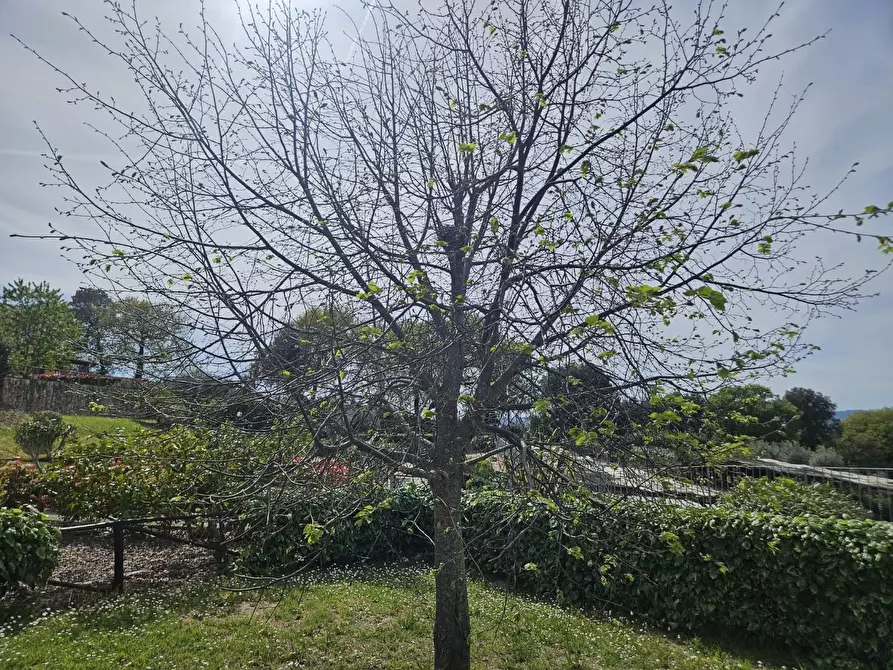 Immagine 2 di Appartamento in vendita  a Santa Luce