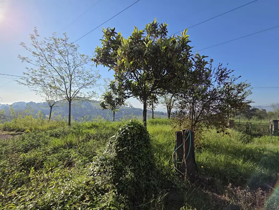 Immagine 3 di Casa indipendente in vendita  a Montecarlo