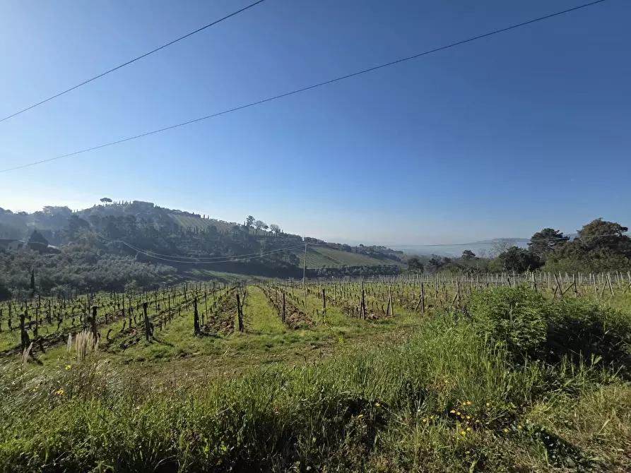 Immagine 4 di Casa indipendente in vendita  a Montecarlo
