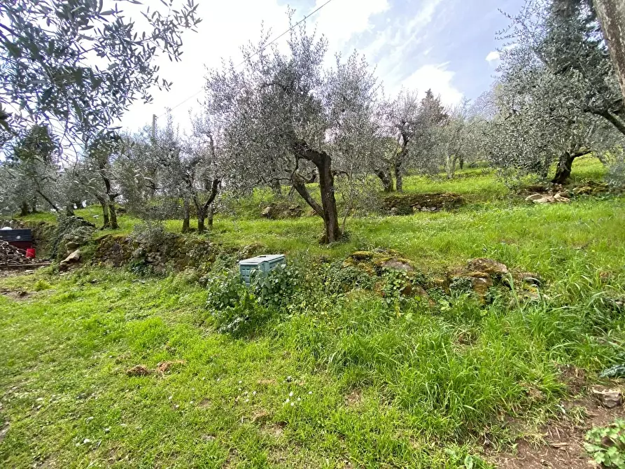 Immagine 25 di Terratetto in vendita  a Carmignano
