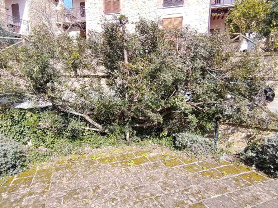 Immagine 3 di Appartamento in vendita  a Manciano