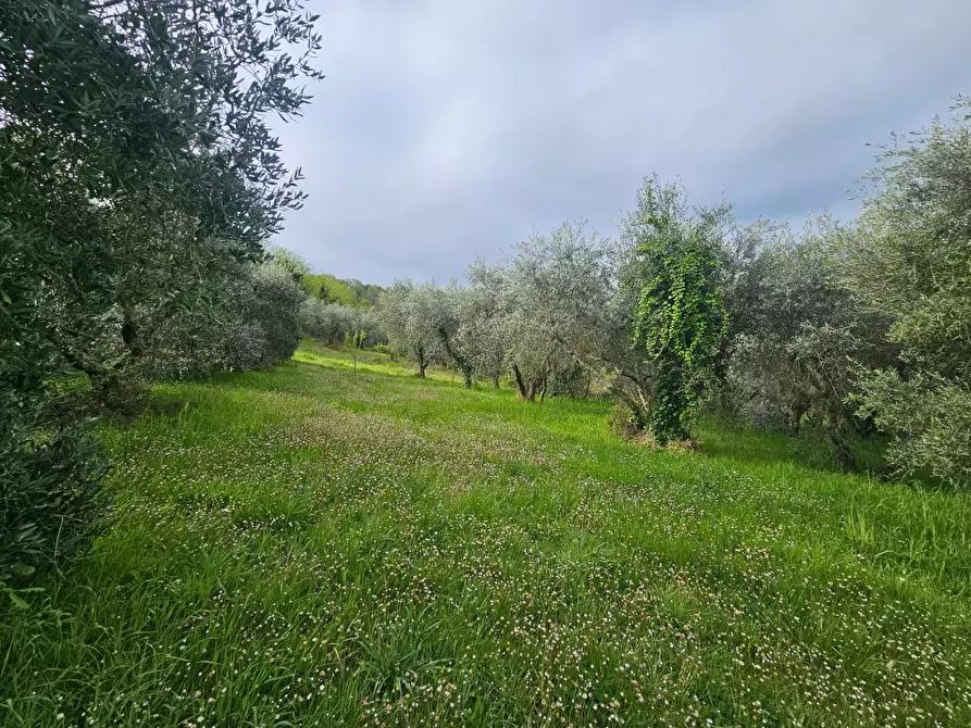 Immagine 38 di Appartamento in vendita  a Casciana Terme Lari