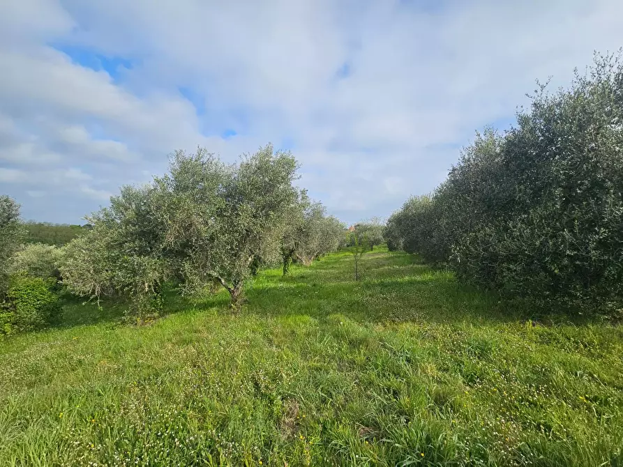 Immagine 32 di Appartamento in vendita  a Casciana Terme Lari