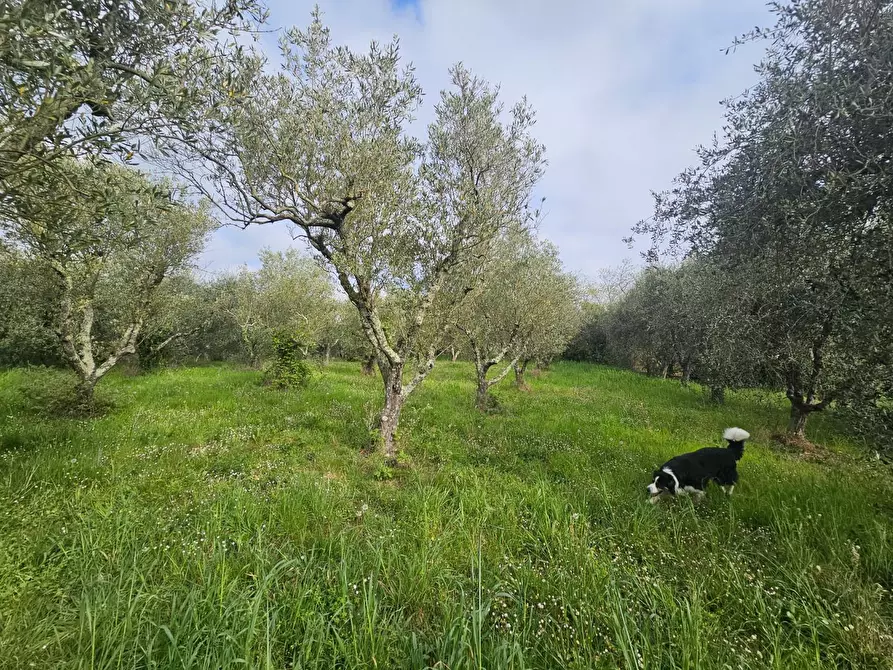Immagine 36 di Appartamento in vendita  a Casciana Terme Lari