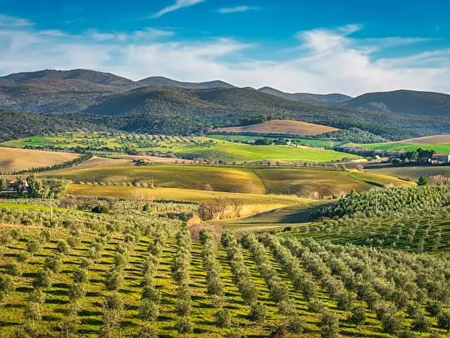 Immagine 1 di Villa in vendita  a Bibbona