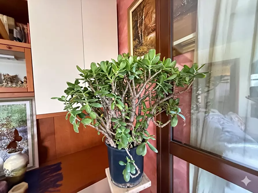 Immagine 11 di Appartamento in vendita  a Calcinaia