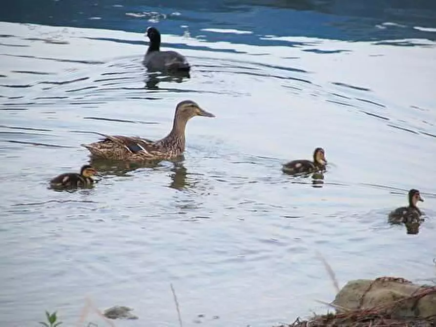 Immagine 11 di Albergo/B&B/Residence in vendita  a Piverone