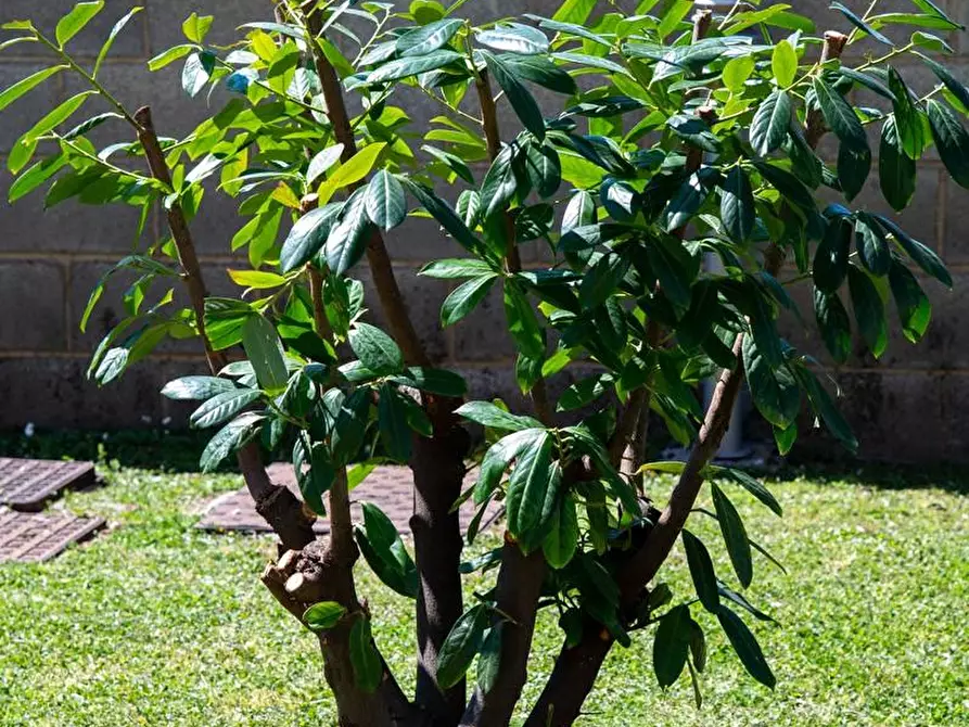Immagine 14 di Villa in vendita  a San Giuliano Terme