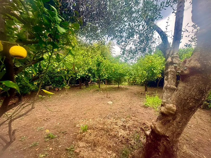 Immagine 5 di Casa indipendente in vendita  a Massa