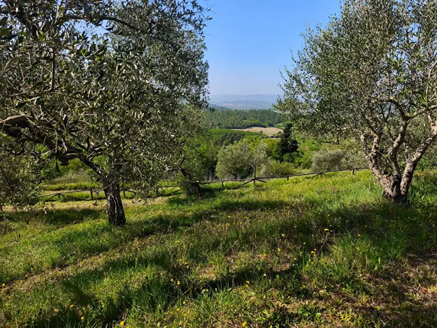 Immagine 36 di Casa colonica in vendita  a Palaia