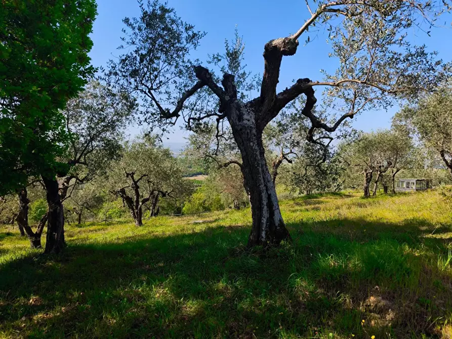 Immagine 40 di Casa colonica in vendita  a Palaia