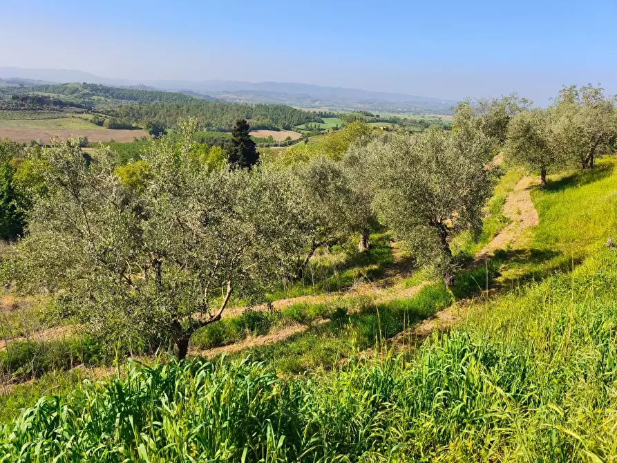 Immagine 44 di Casa colonica in vendita  a Palaia