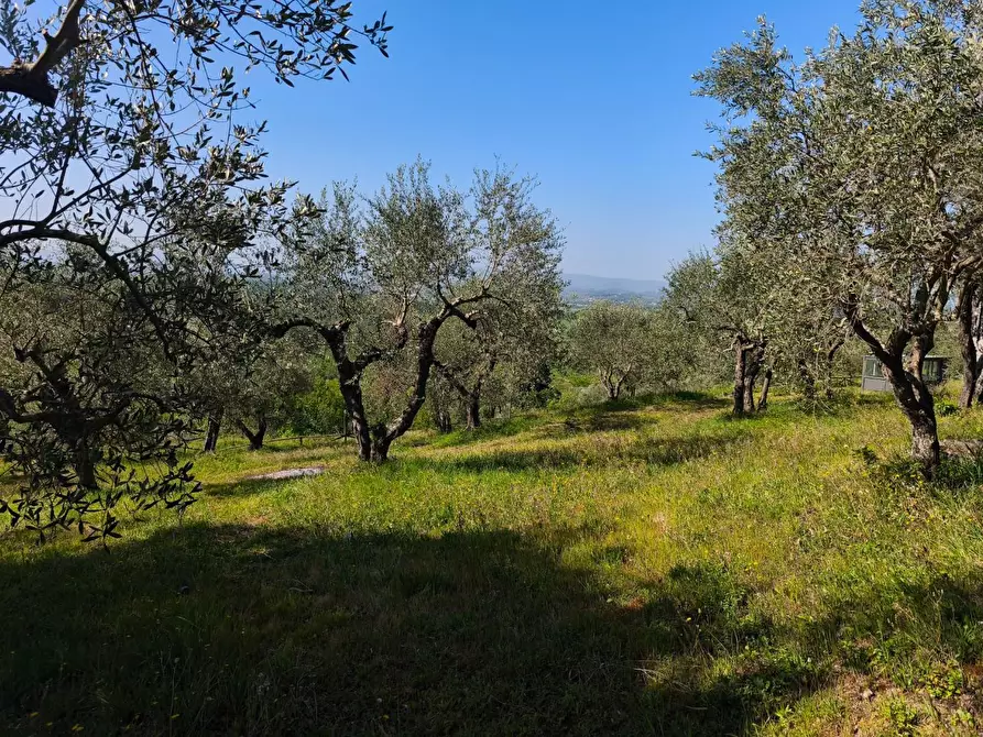 Immagine 41 di Casa colonica in vendita  a Palaia