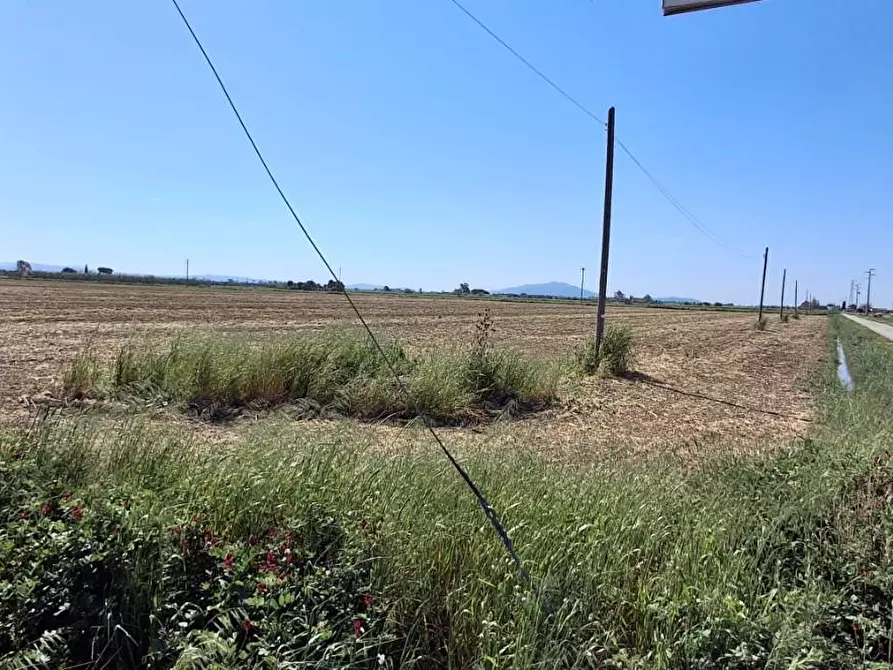 Immagine 2 di Terreno agricolo in vendita  a Grosseto