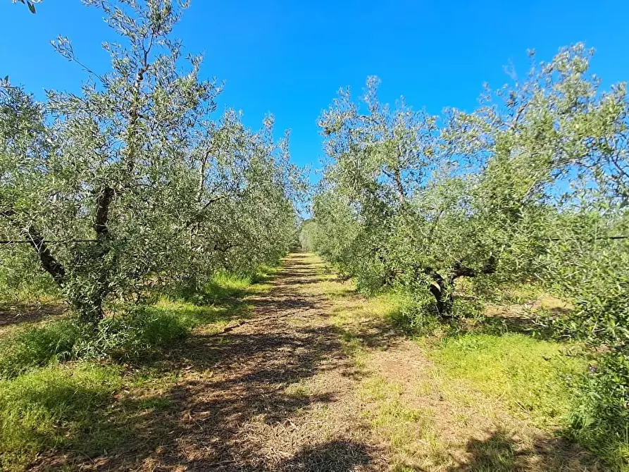 Immagine 3 di Terreno agricolo in vendita  a Cecina