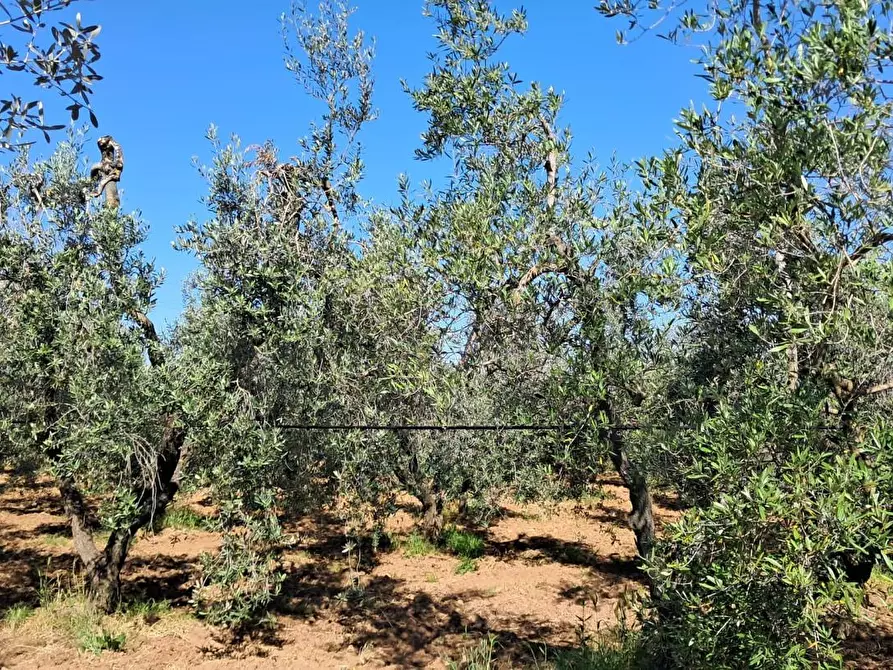 Immagine 1 di Terreno agricolo in vendita  a Cecina