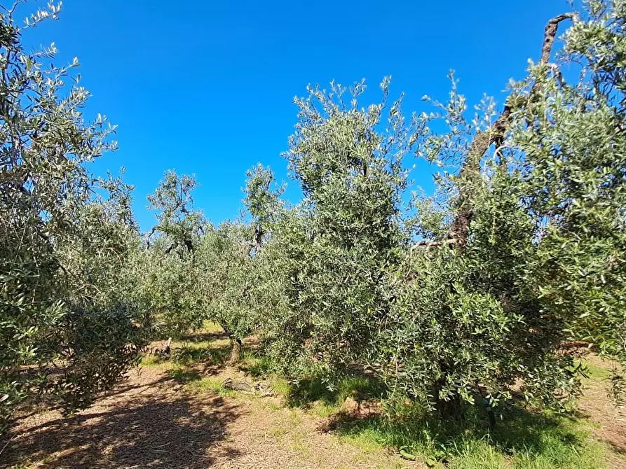Immagine 5 di Terreno agricolo in vendita  a Cecina