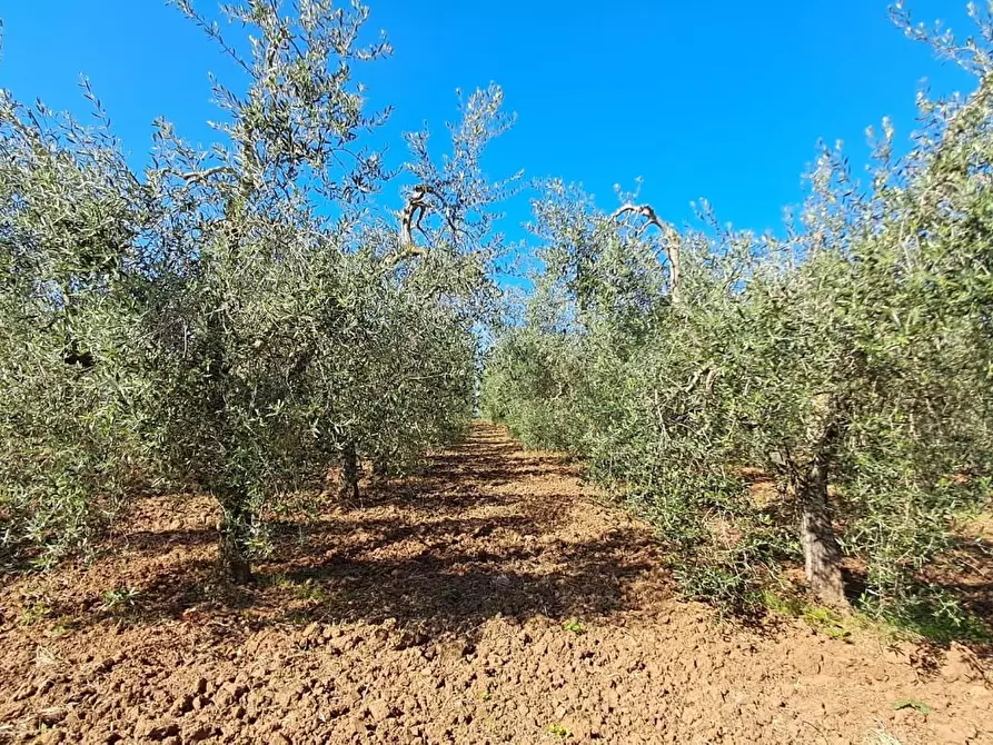 Immagine 6 di Terreno agricolo in vendita  a Cecina