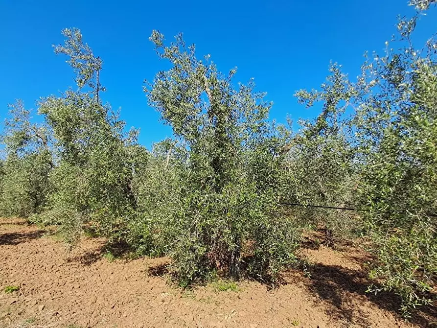 Immagine 11 di Terreno agricolo in vendita  a Cecina