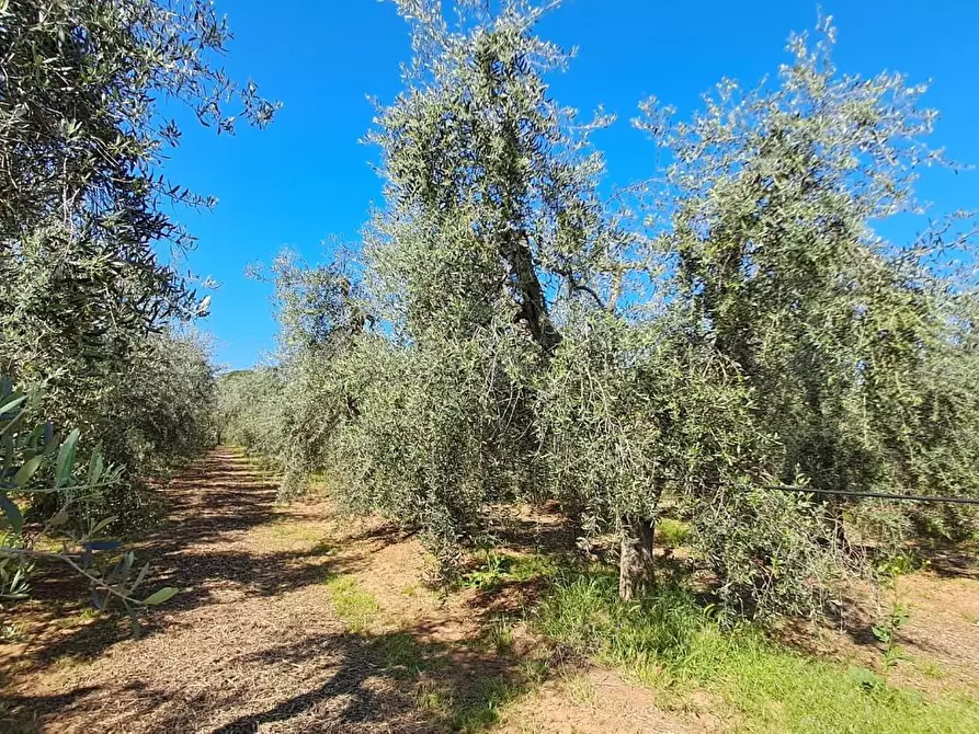 Immagine 13 di Terreno agricolo in vendita  a Cecina