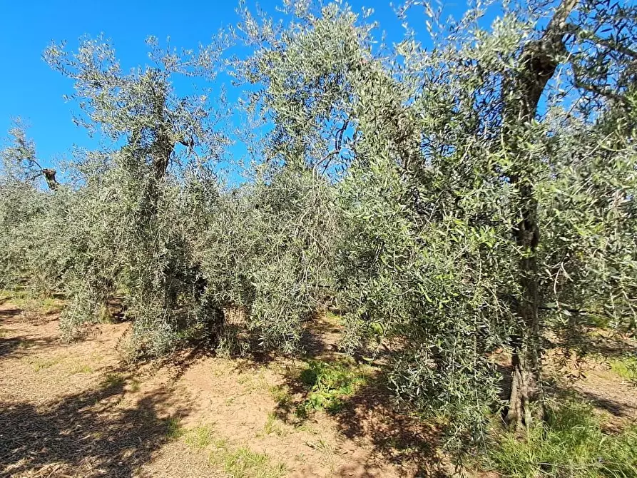 Immagine 12 di Terreno agricolo in vendita  a Cecina