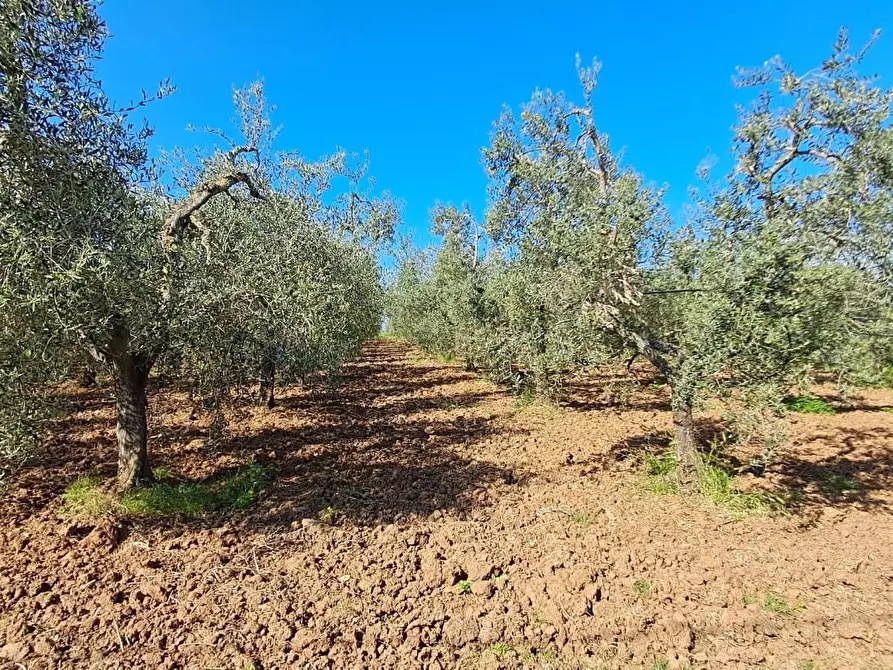 Immagine 10 di Terreno agricolo in vendita  a Cecina