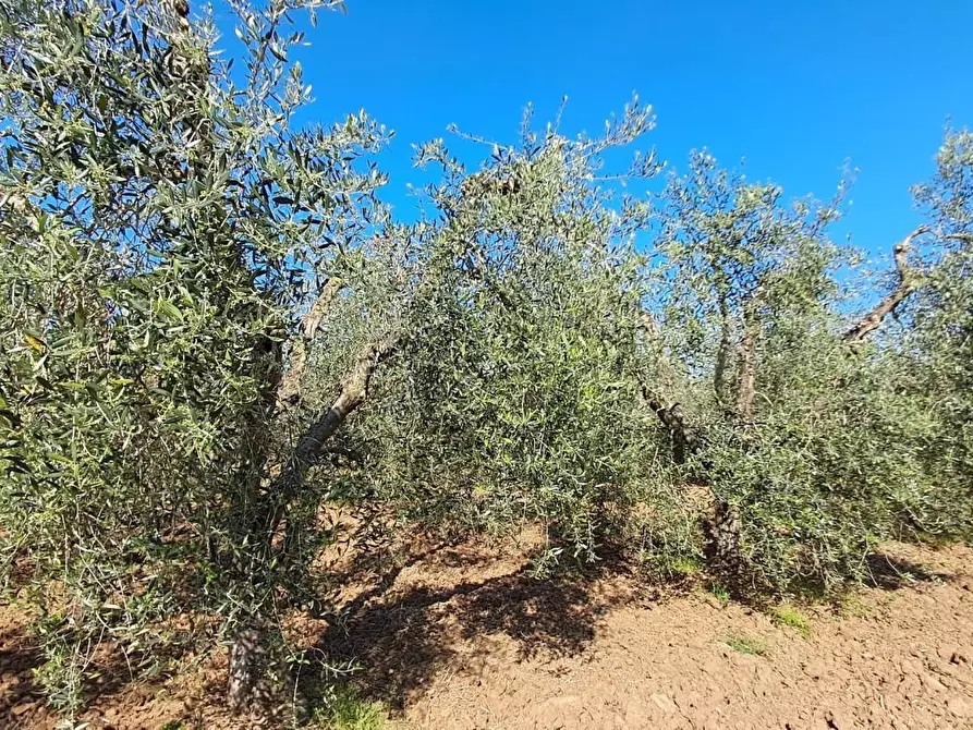Immagine 2 di Terreno agricolo in vendita  a Cecina