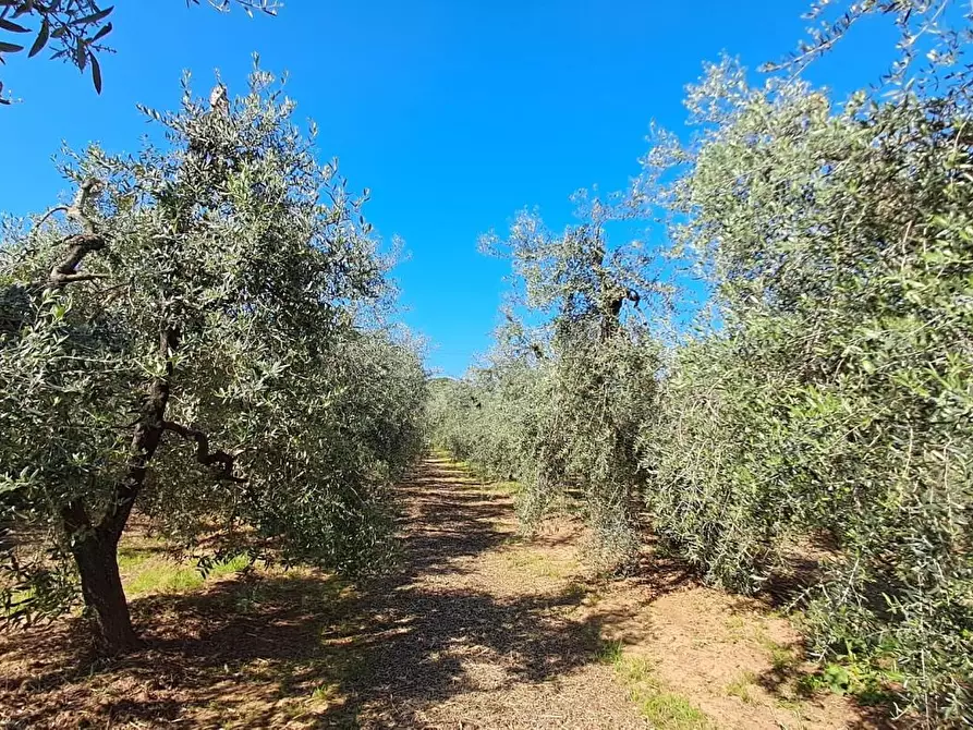 Immagine 18 di Terreno agricolo in vendita  a Cecina
