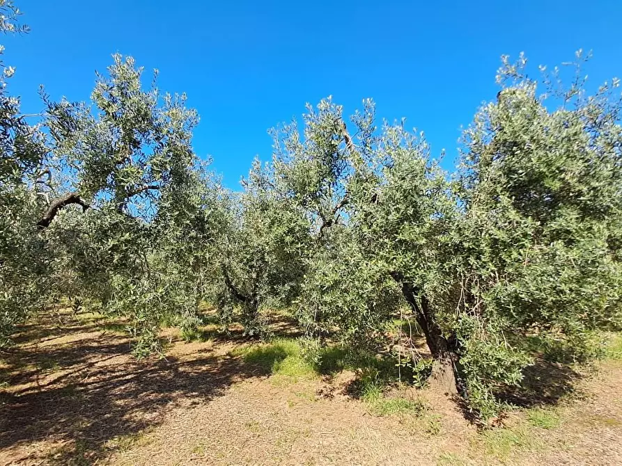 Immagine 19 di Terreno agricolo in vendita  a Cecina
