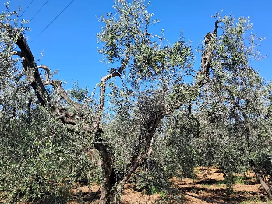 Immagine 17 di Terreno agricolo in vendita  a Cecina