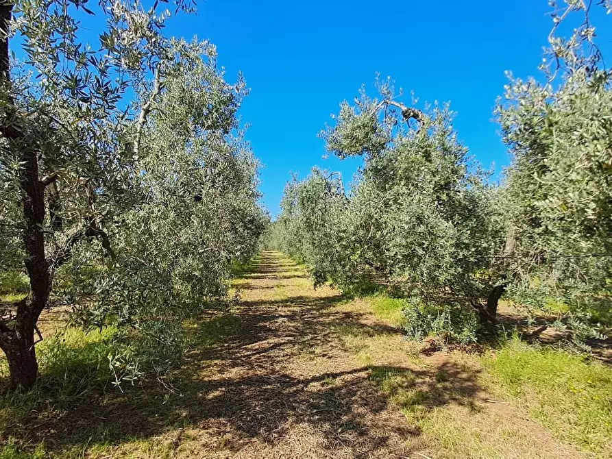 Immagine 9 di Terreno agricolo in vendita  a Cecina