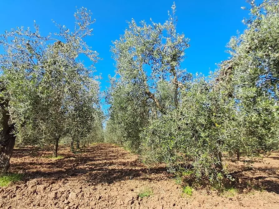Immagine 16 di Terreno agricolo in vendita  a Cecina
