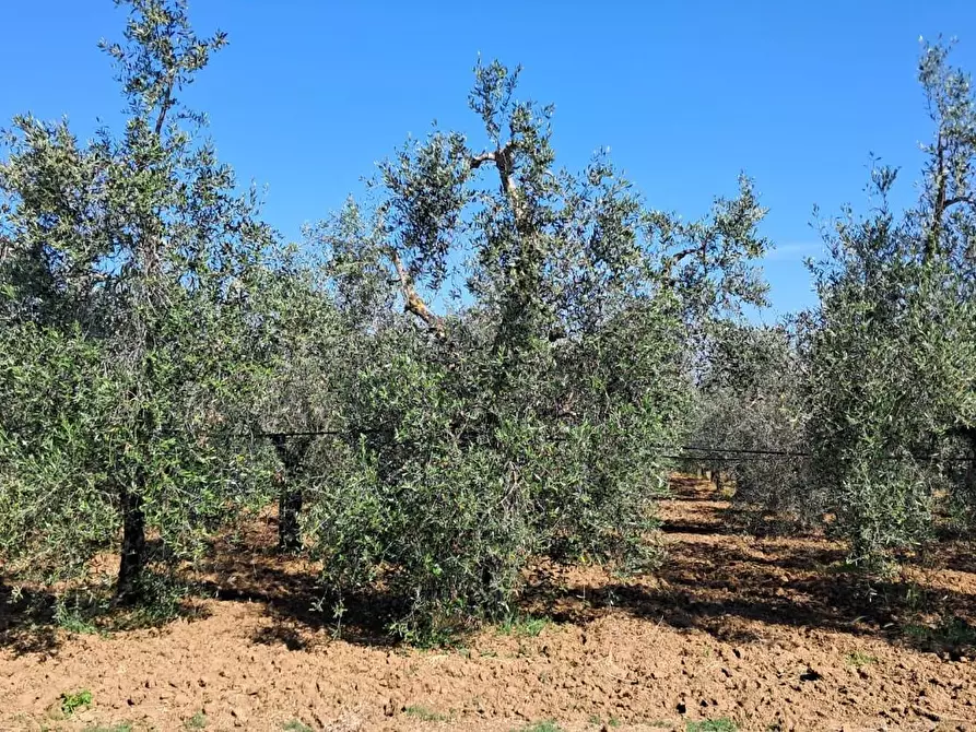 Immagine 8 di Terreno agricolo in vendita  a Cecina